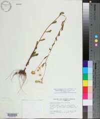 Erigeron strigosus var. septentrionalis image