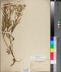 Euthamia graminifolia var. major image