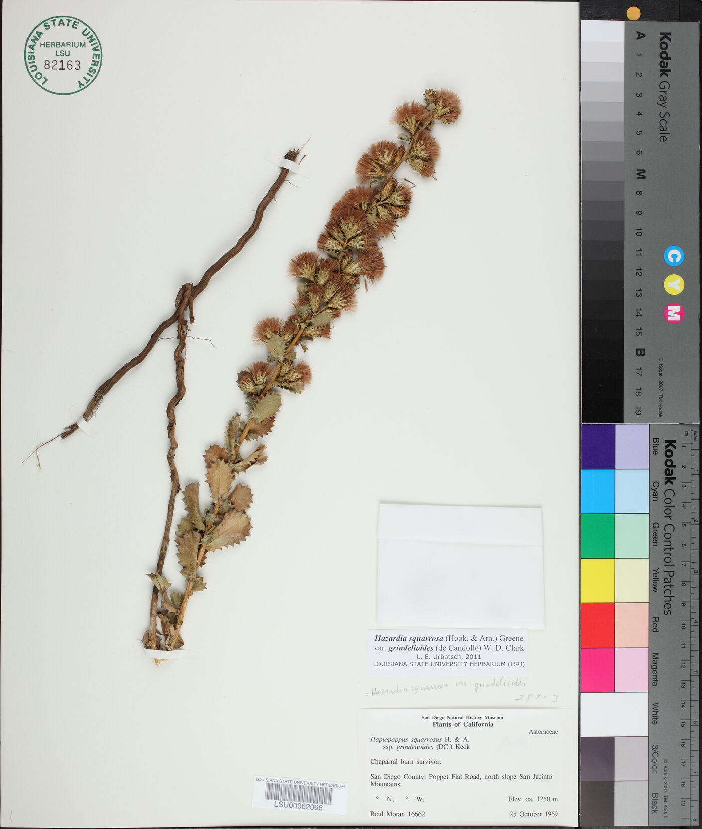 Hazardia squarrosa var. grindelioides image