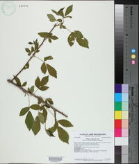 Rubus argutus image