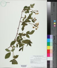 Rubus argutus image