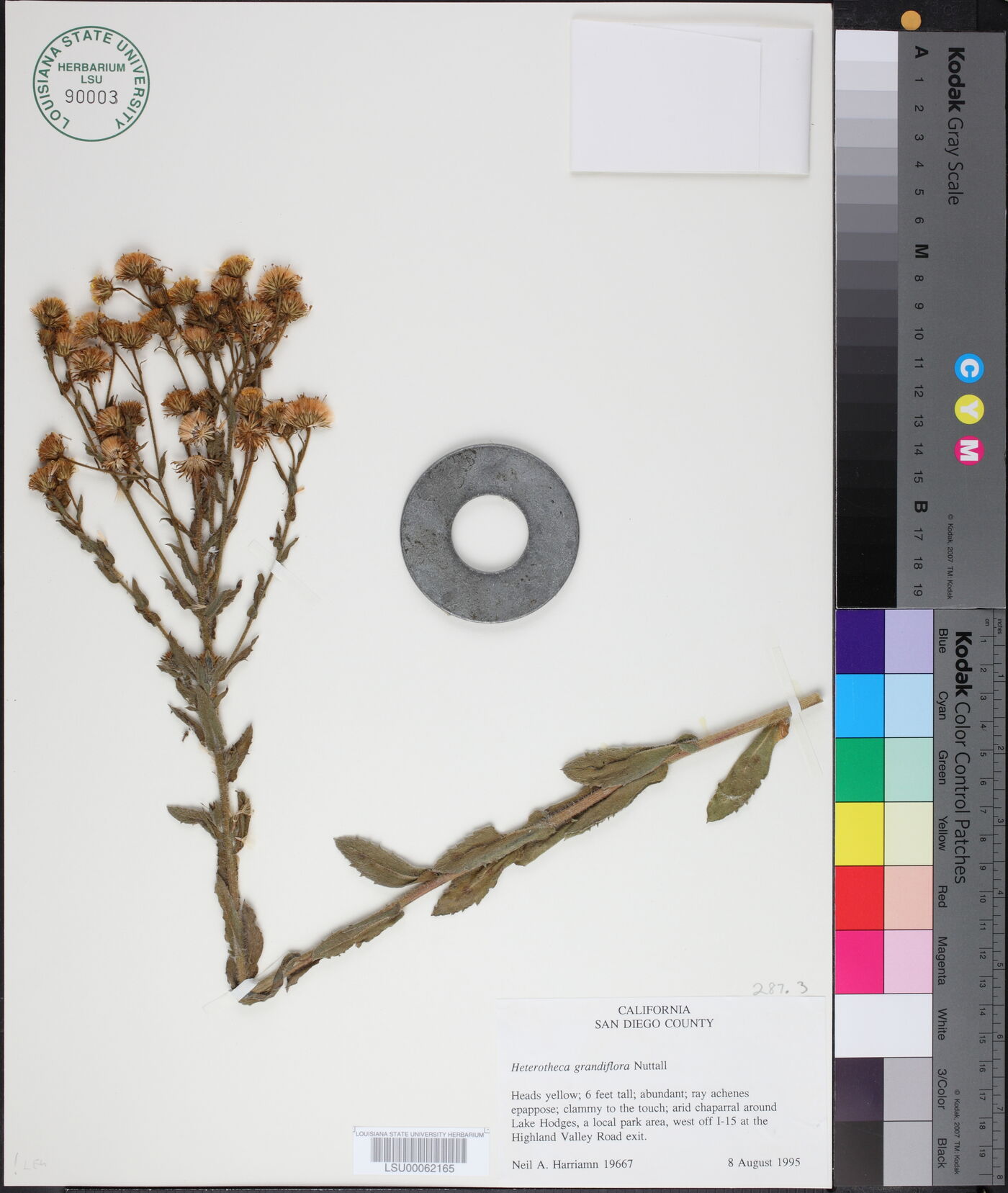 Heterotheca grandiflora image