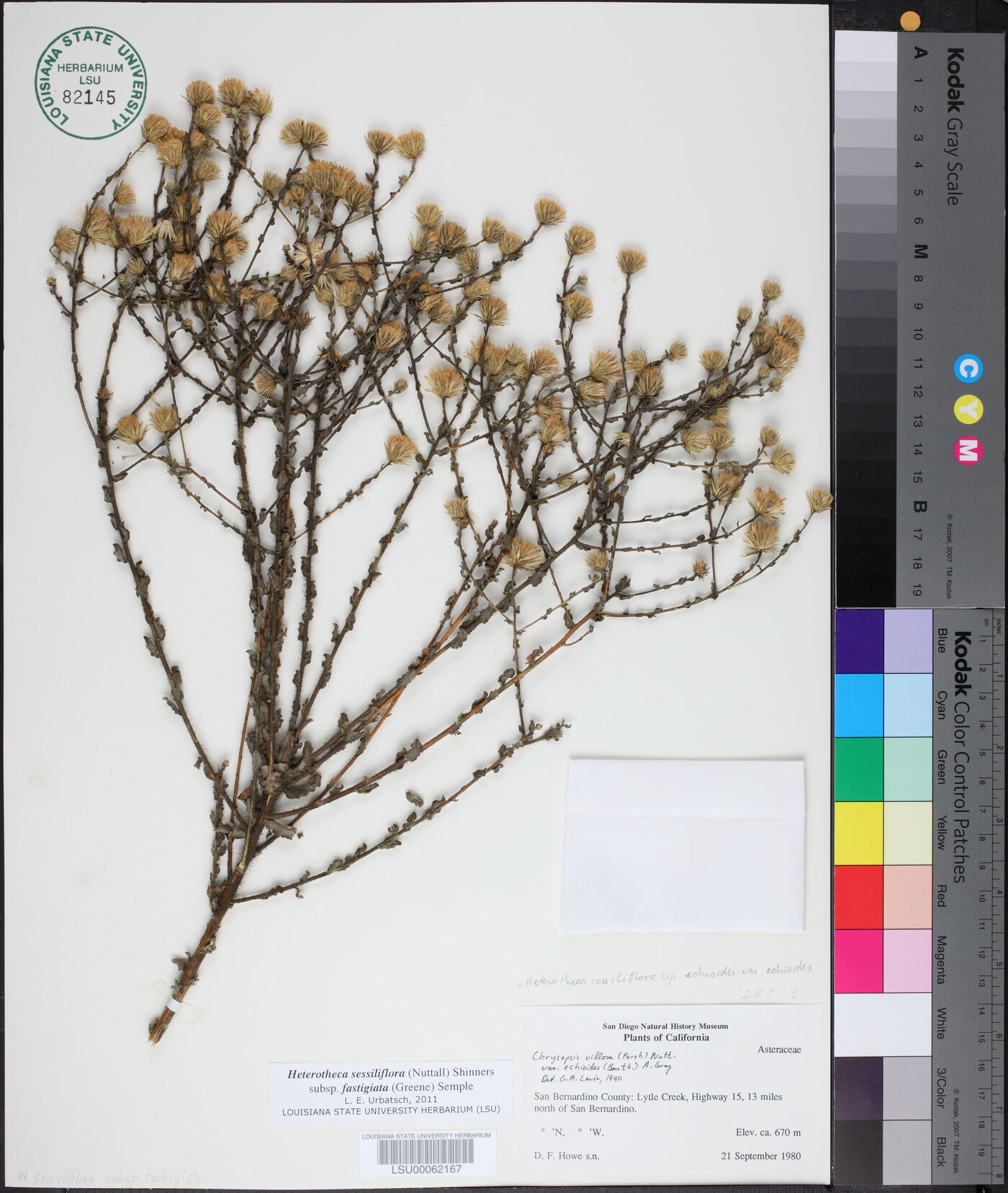 Heterotheca sessiliflora subsp. fastigiata image
