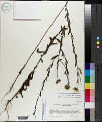 Hazardia squarrosa var. obtusa image