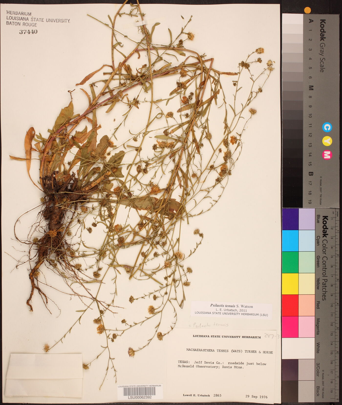 Psilactis tenuis image