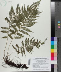 Athyrium filix-femina subsp. asplenioides image