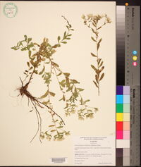 Sericocarpus tortifolius image