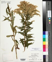 Solidago canadensis var. hargeri image