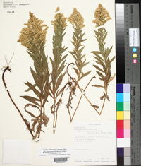 Solidago altissima subsp. gilvocanescens image