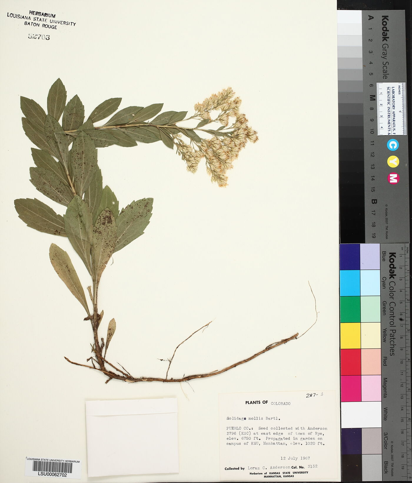 Solidago mollis image
