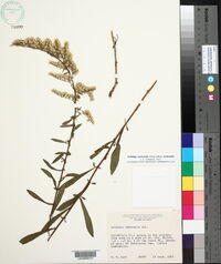 Solidago nemoralis subsp. nemoralis image