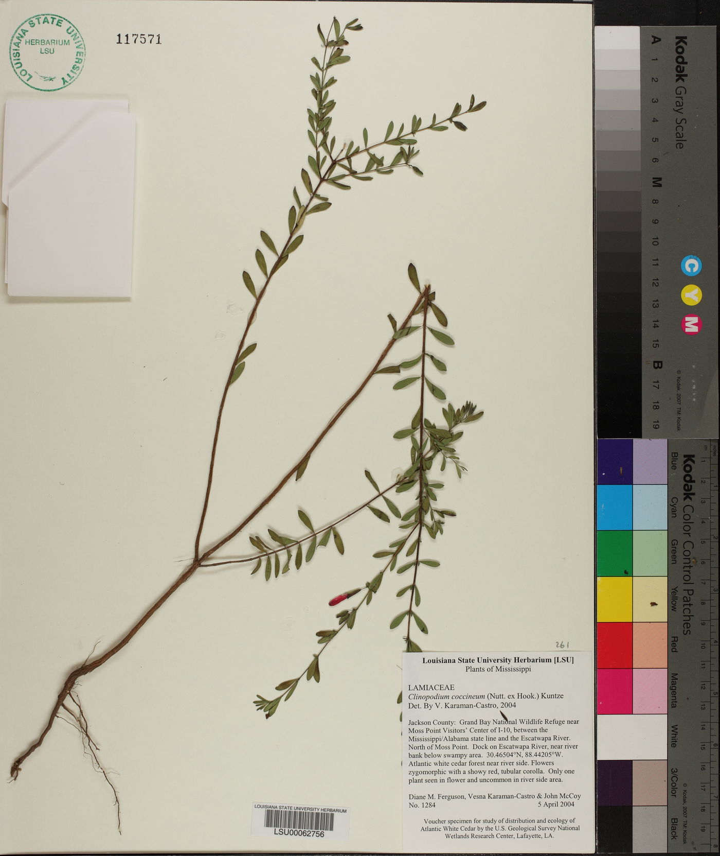 Clinopodium coccineum image