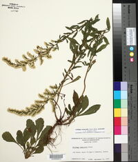 Solidago nemoralis subsp. nemoralis image