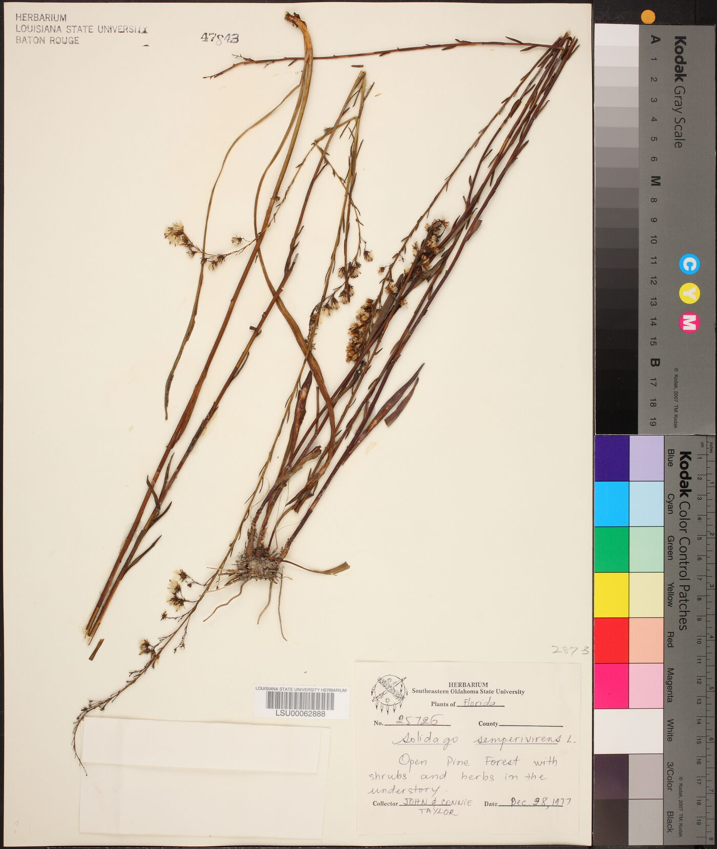 Solidago stricta subsp. stricta image