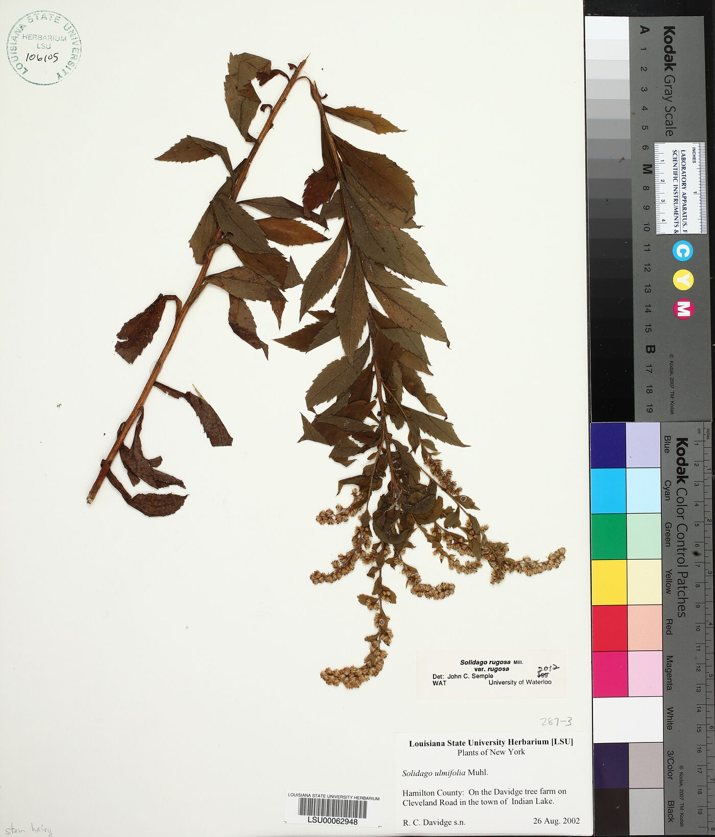Solidago rugosa subsp. rugosa image
