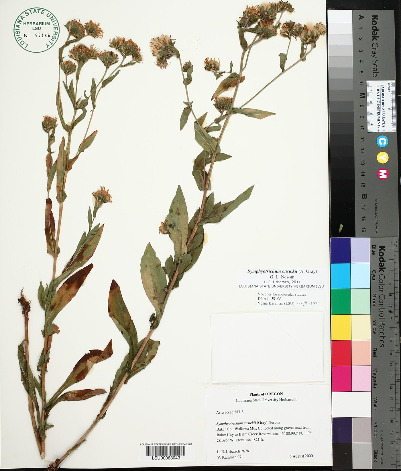 Symphyotrichum cusickii image