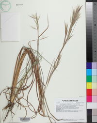 Andropogon virginicus var. virginicus image