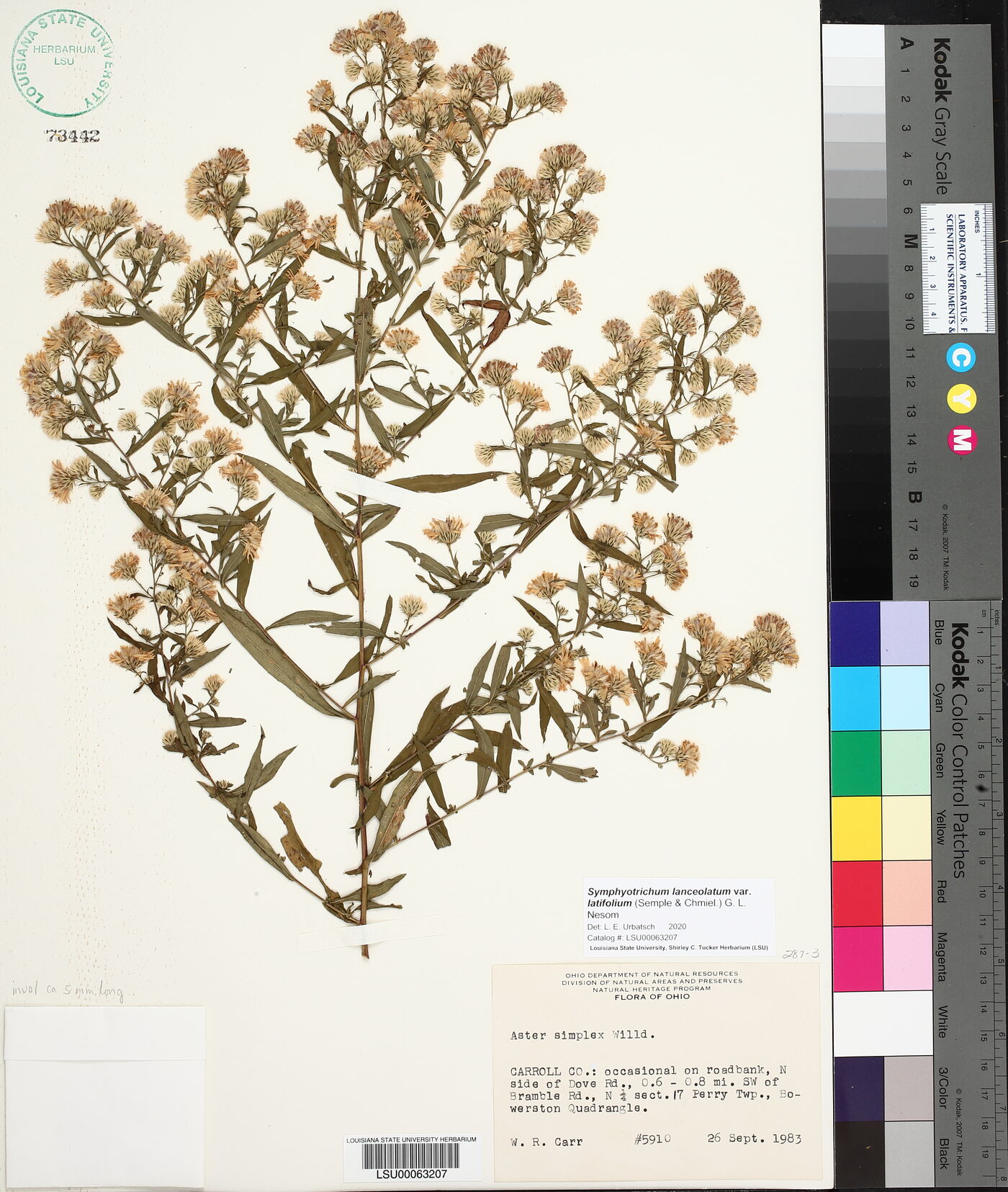 Symphyotrichum lanceolatum var. latifolium image