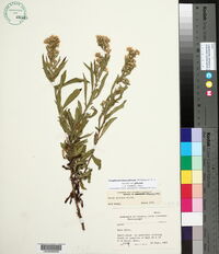 Symphyotrichum pilosum var. pilosum image