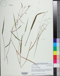 Kellochloa verrucosa image