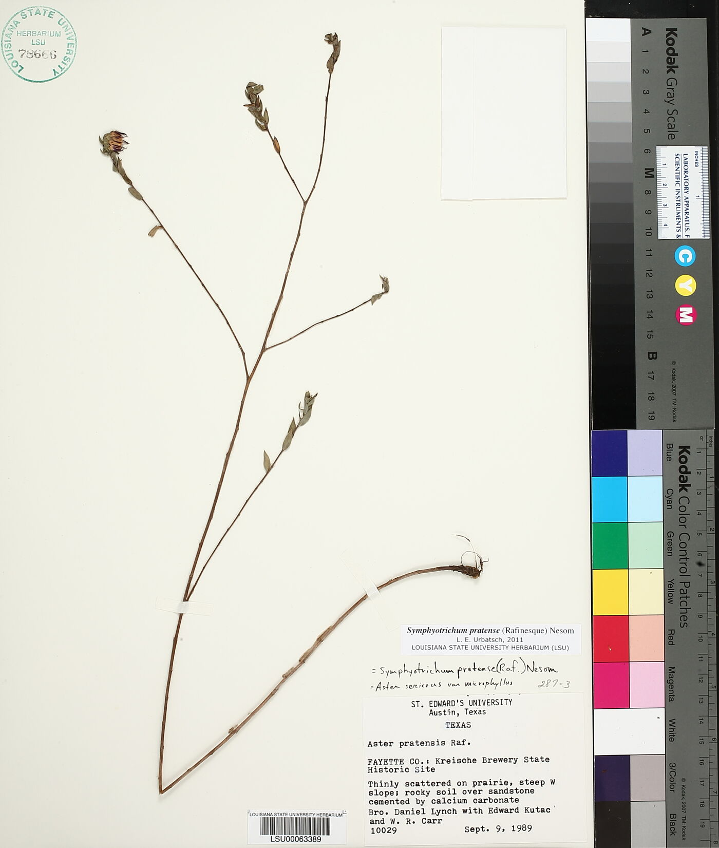 Symphyotrichum pratense image