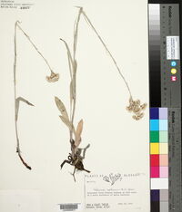 Antennaria pulcherrima image