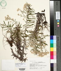 Pseudognaphalium obtusifolium subsp. obtusifolium image