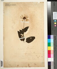 Bidens laevis image