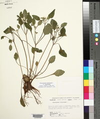 Chrysogonum virginianum var. virginianum image