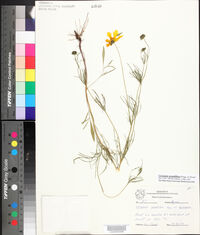 Coreopsis grandiflora var. harveyana image