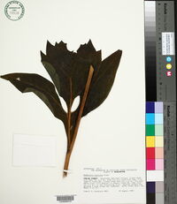 Rudbeckia alpicola image