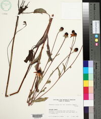 Rudbeckia fulgida var. palustris image