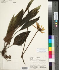 Rudbeckia grandiflora var. grandiflora image