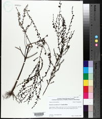 Seymeria cassioides image