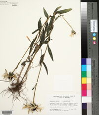 Rudbeckia hirta var. pulcherrima image