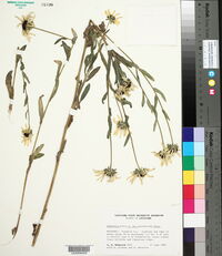 Rudbeckia hirta var. pulcherrima image