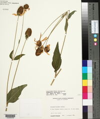 Rudbeckia laciniata var. ampla image