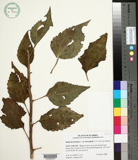 Rudbeckia laciniata var. heterophylla image