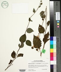 Rudbeckia laciniata var. heterophylla image