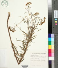 Image of Flaveria pubescens
