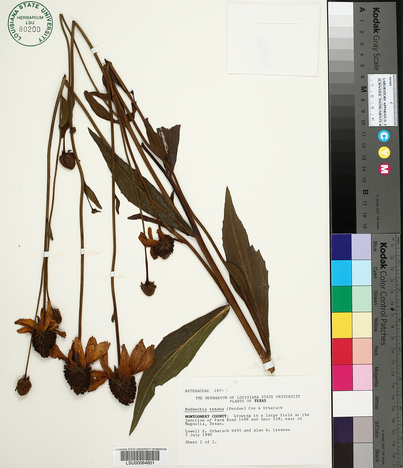 Rudbeckia texana image