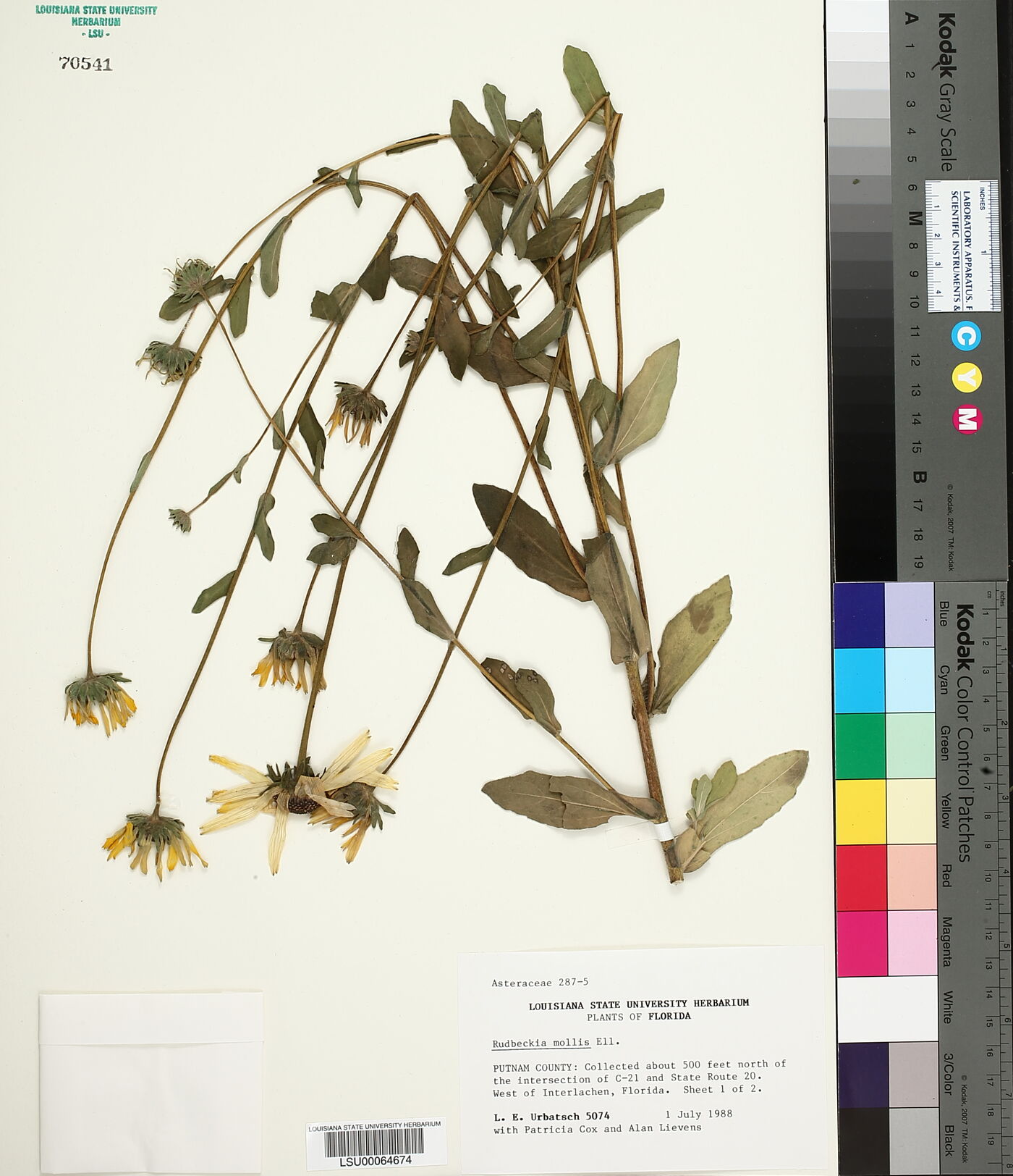 Rudbeckia mollis image
