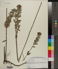 Lespedeza capitata image