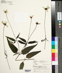 Heliopsis helianthoides var. scabra image
