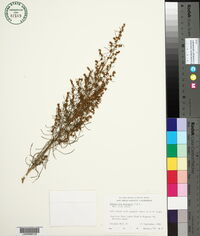 Ambrosia monogyra image
