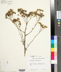 Hymenopappus scabiosaeus image