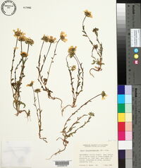 Layia chrysanthemoides image
