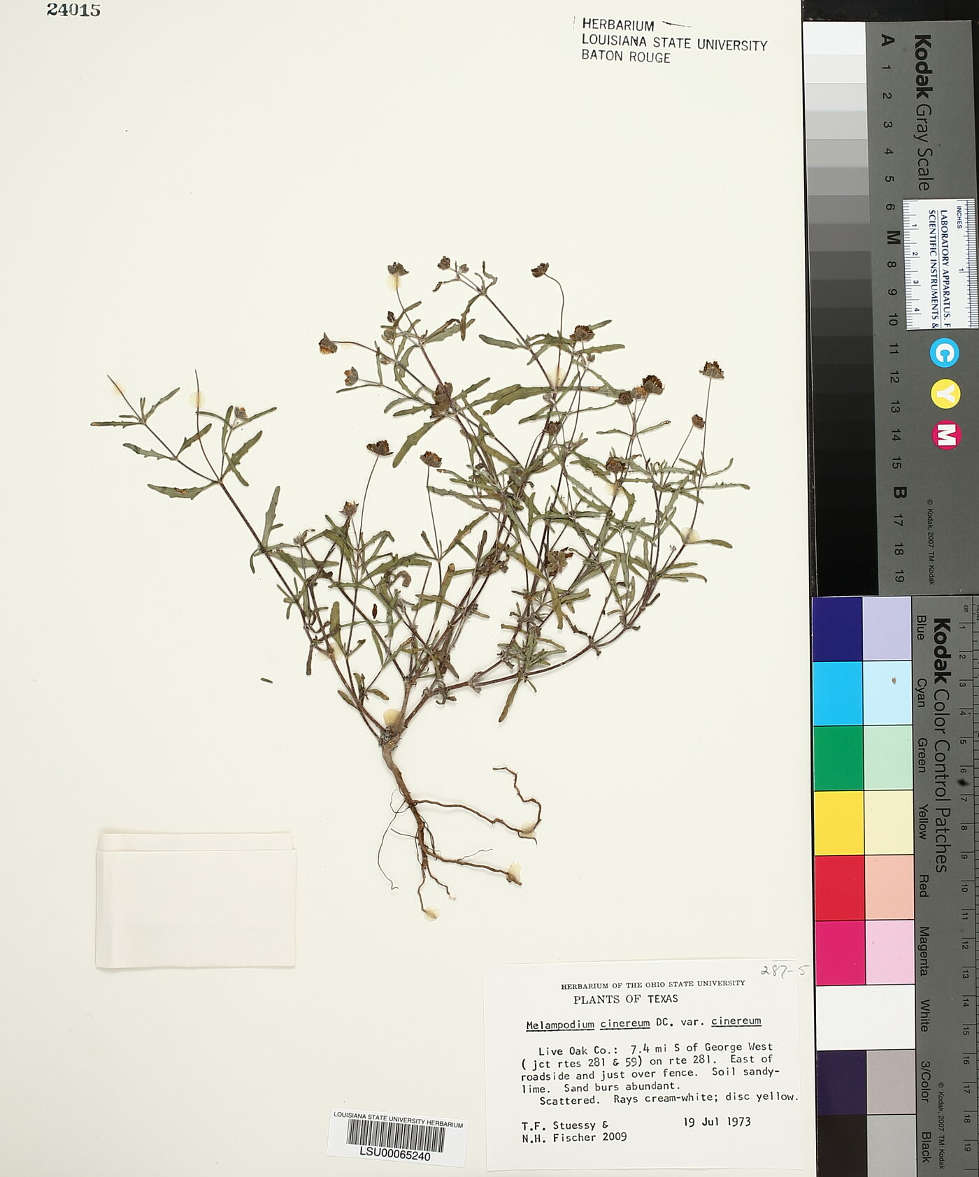 Melampodium cinereum image