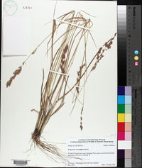 Eragrostis secundiflora image