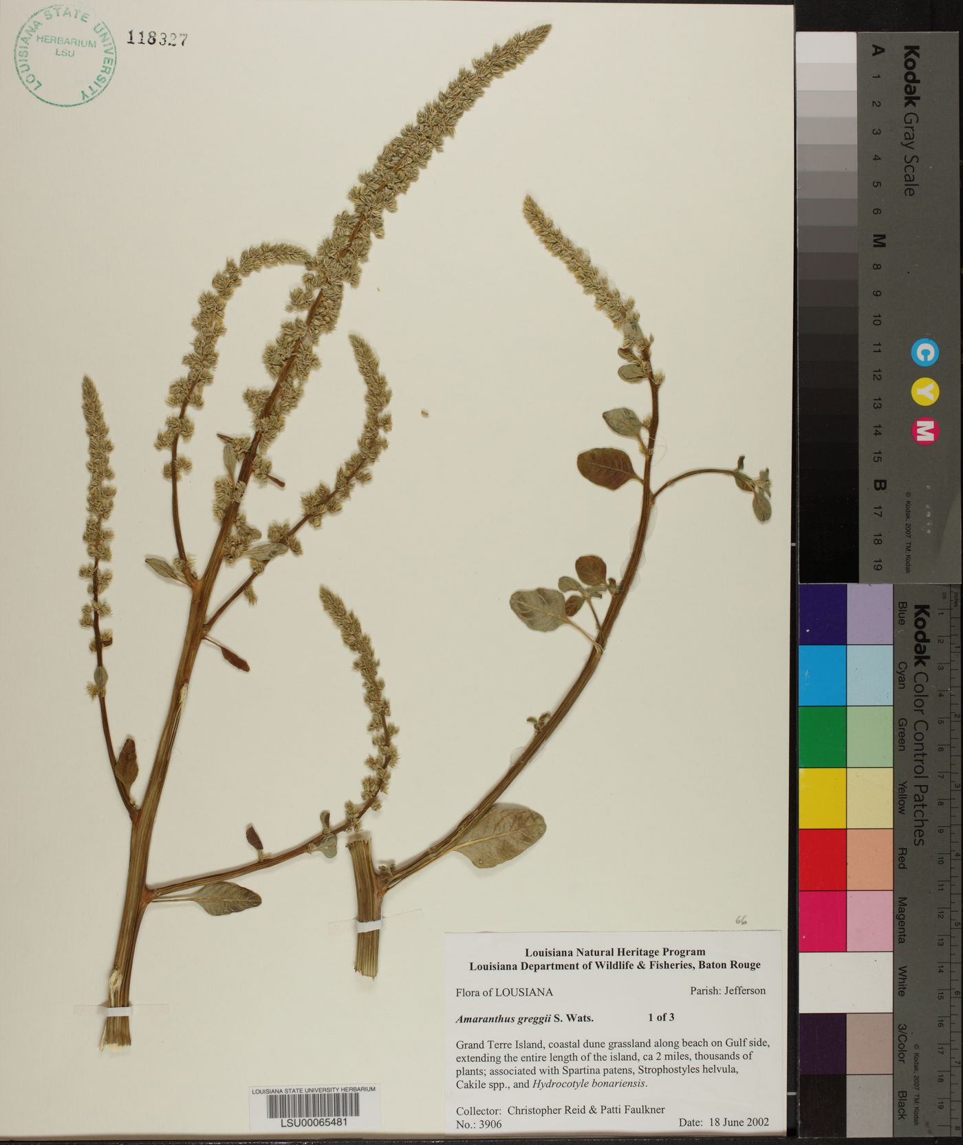 Amaranthus greggii image